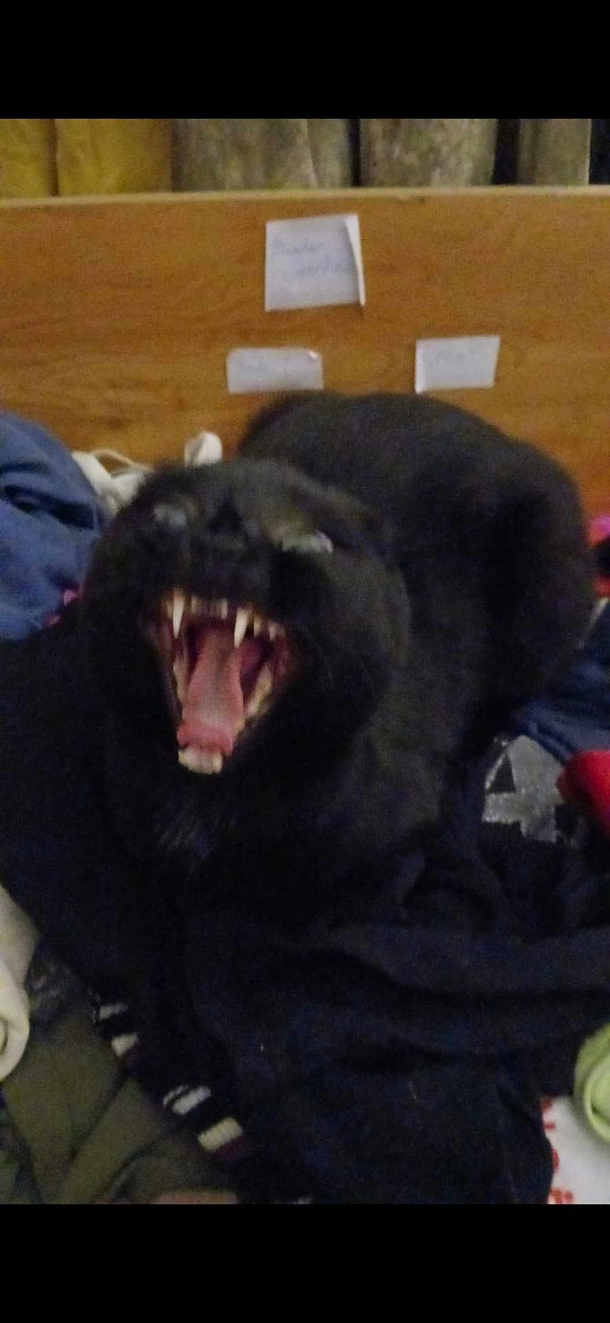 Mimi