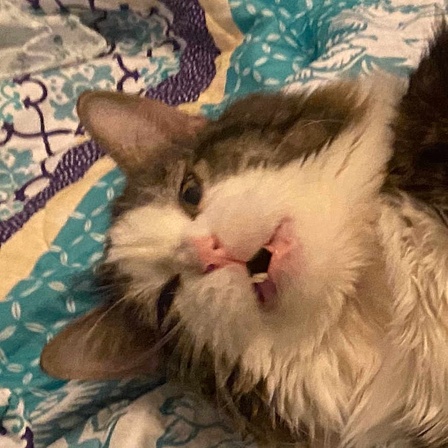 Mr Snuggs joined the competition — help win amazing prizes! animal, bed, brown, cat, closeup, cute, feline, fur, indoor, pattern, pet, pink_nose, quilt, relaxed, resting, sleepy, striped, teeth, whiskers, white