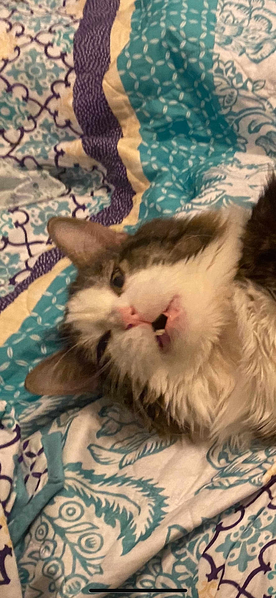 Mr Snuggs joined the competition — help win amazing prizes! animal, bed, brown, cat, closeup, cute, feline, fur, indoor, pattern, pet, pink_nose, quilt, relaxed, resting, sleepy, striped, teeth, whiskers, white