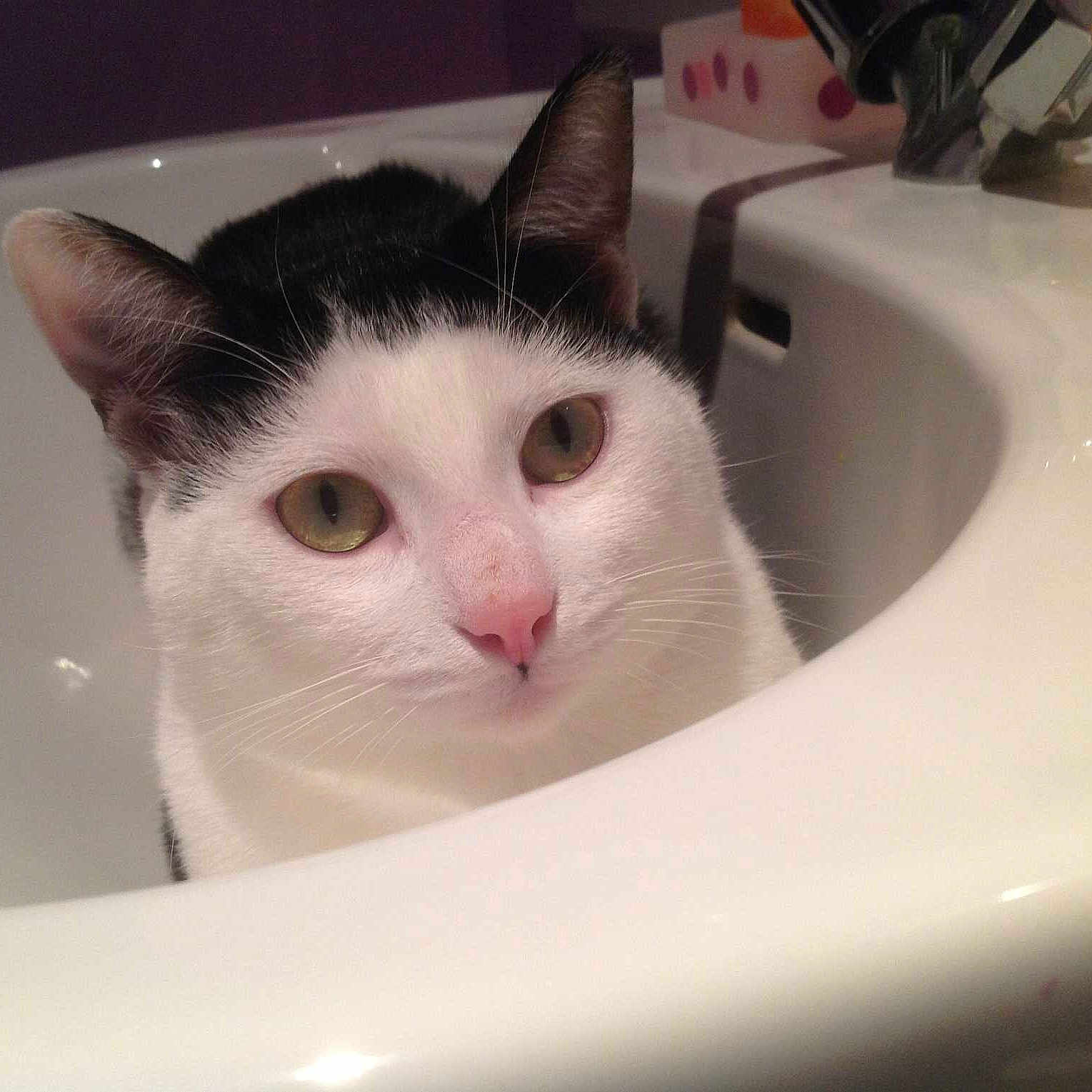 Manzo a rejoint le concours — aidez-le/la à gagner de superbes lots !