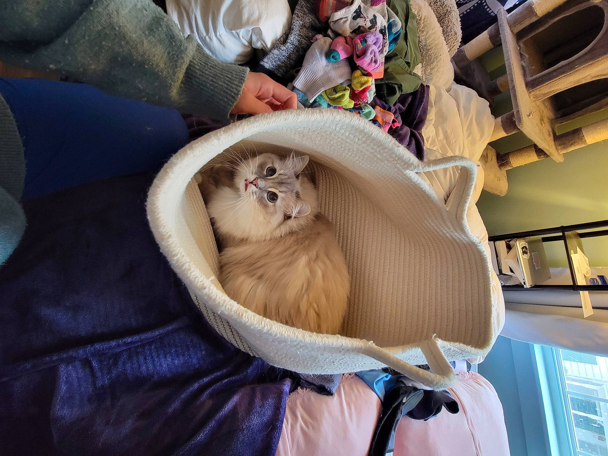 Koda joined the competition — help win amazing prizes! canidae, carnivore, child, comfort, companion_dog, dog_breed, fawn, felidae, fur, linens, mustelidae, nap, room, seal, small_to_medium_sized_cats, sporting_group, toy_dog, whiskers, wildlife, wood