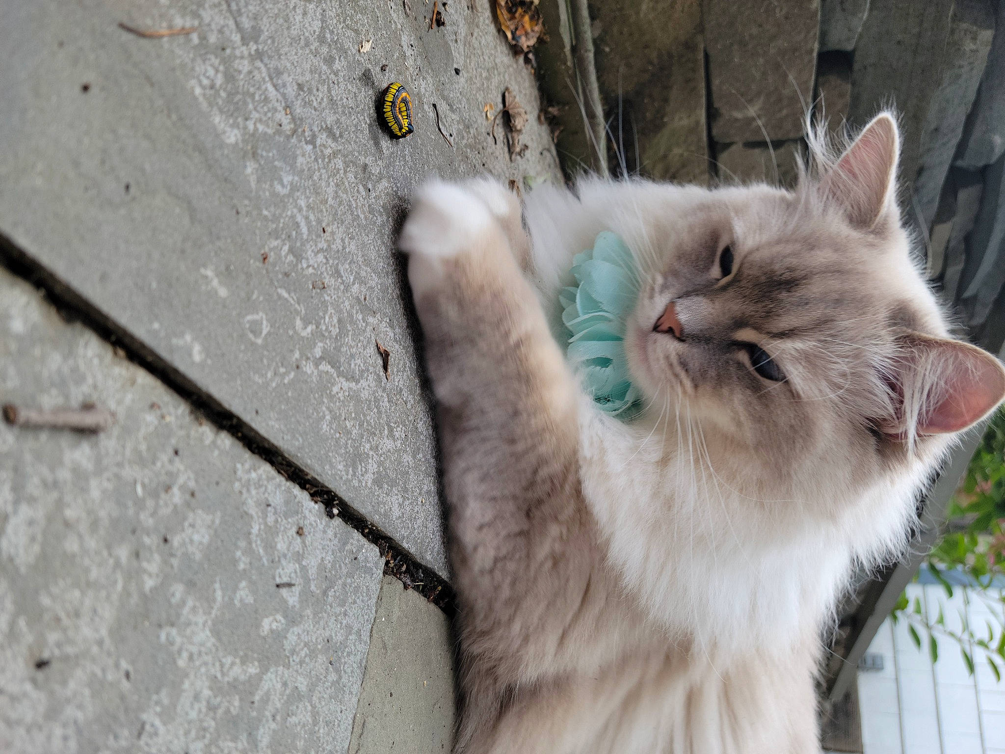 Koda joined the competition — help win amazing prizes! carnivore, cat, cement, claw, concrete, domestic_short_haired_cat, eye, fang, fawn, felidae, fur, paw, plant, road_surface, small_to_medium_sized_cats, snout, tail, thai, tree, whiskers