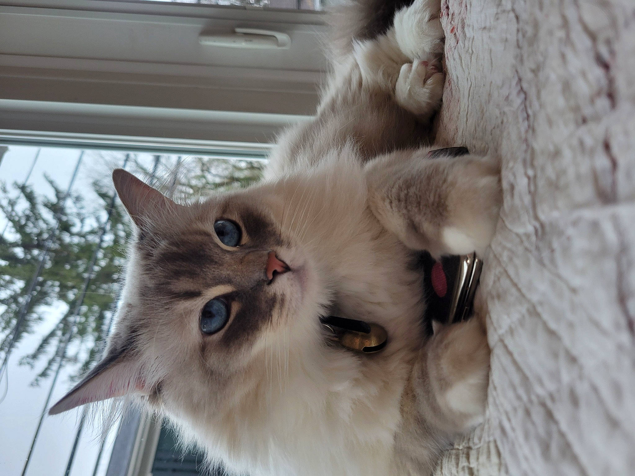 Koda joined the competition — help win amazing prizes! carnivore, cat, claw, comfort, domestic_short_haired_cat, eye, fawn, felidae, fur, paw, plant, ragdoll, small_to_medium_sized_cats, snout, tail, tree, whiskers, window, wood