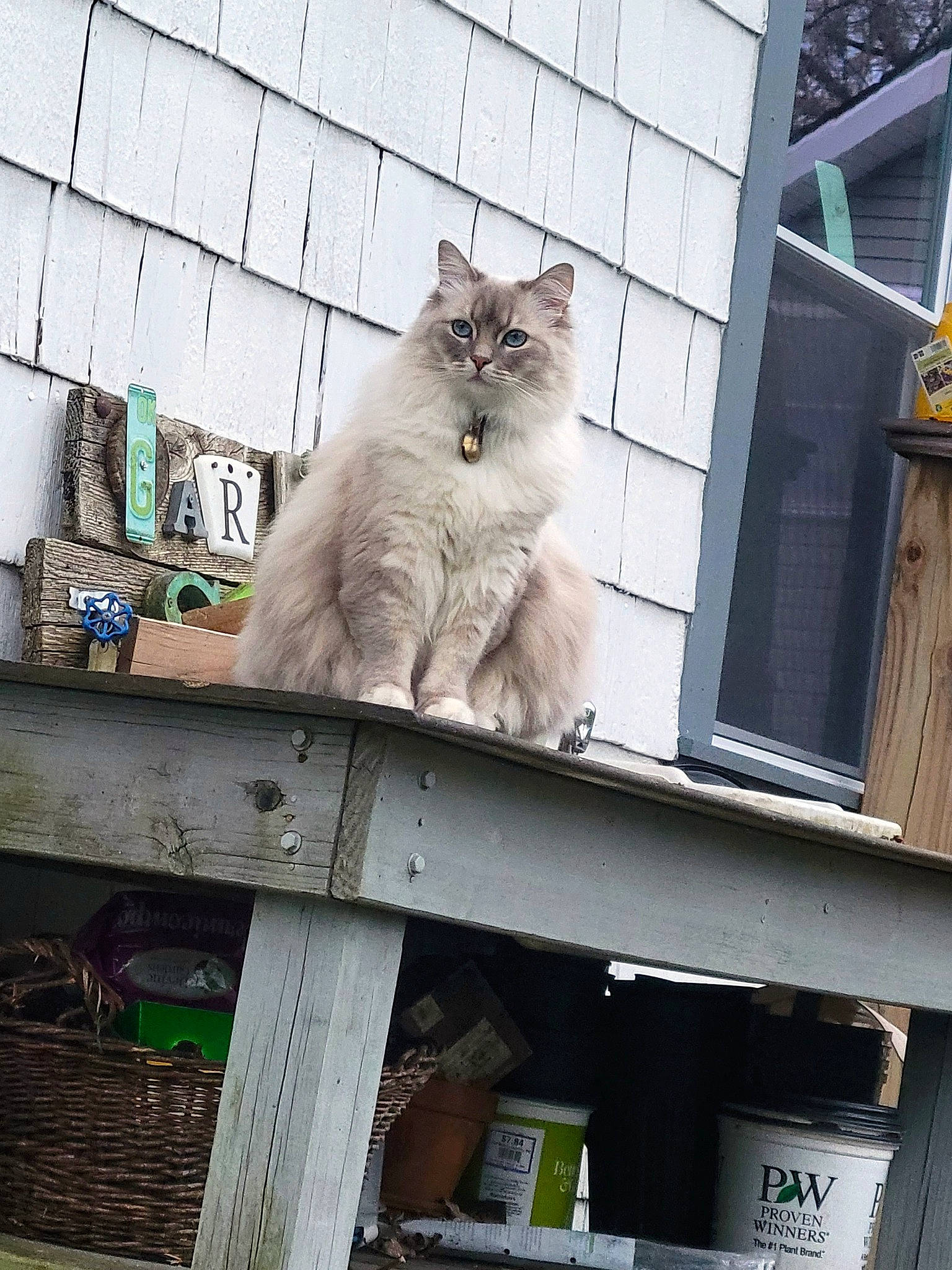 Koda is registered to the contest to win money with this photo: carnivore, cat, felidae, fur, gas, plant, small_to_medium_sized_cats, snout, tail, terrestrial_animal, tree, whiskers, window, wood