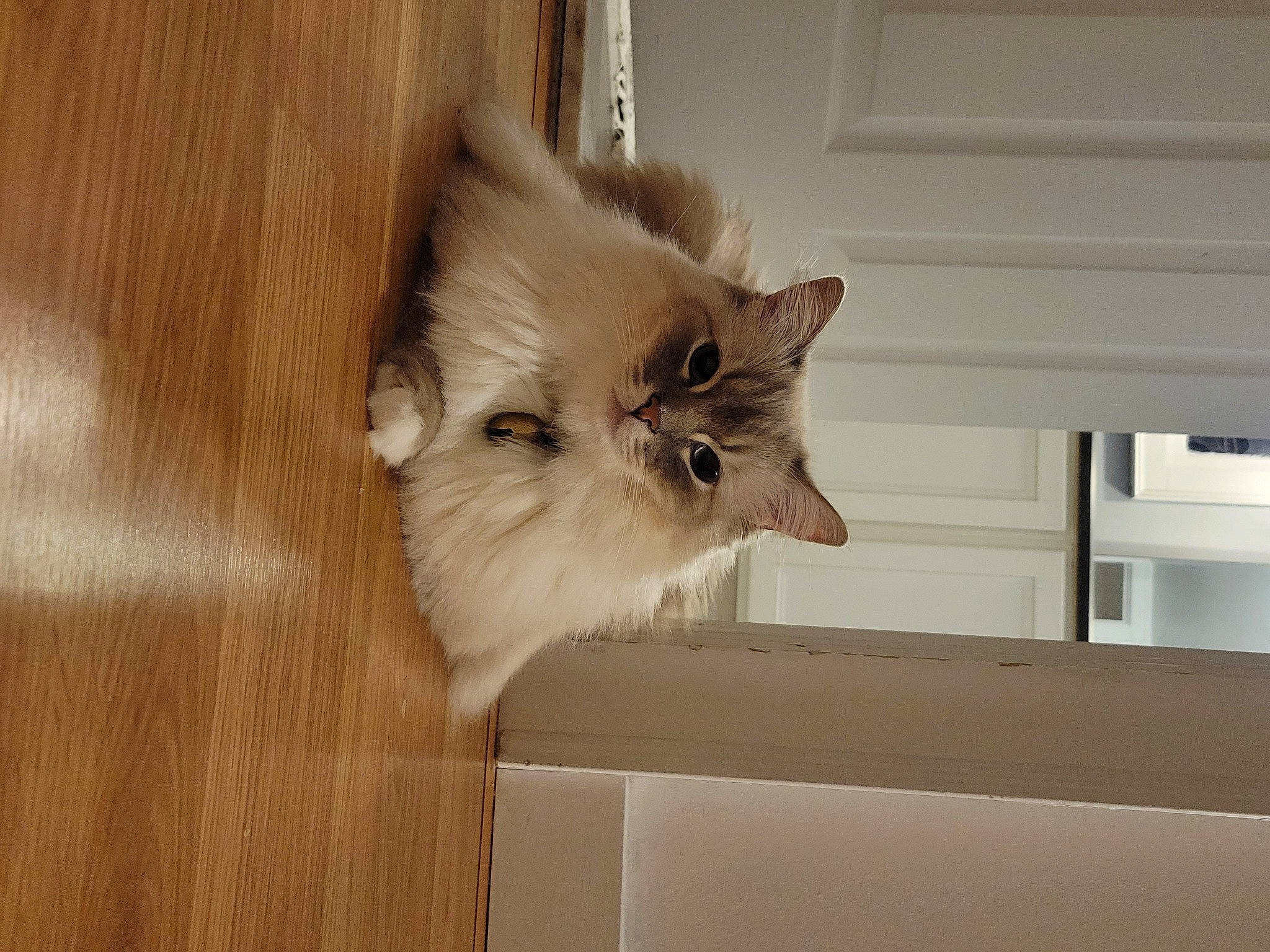 Koda joined the competition — help win amazing prizes! british_longhair, carnivore, cat, companion_dog, dog_breed, door, felidae, fur, hardwood, paw, persian, small_to_medium_sized_cats, tail, whiskers, wood