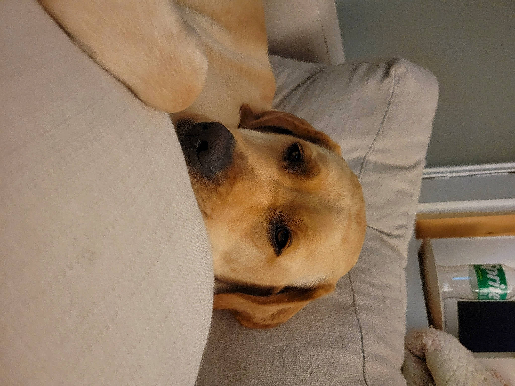 Ella is registered to the contest to win money with this photo: canidae, carnivore, collar, comfort, companion_dog, dog, dog_breed, fawn, fur, non_sporting_group, selfie, sporting_group, whiskers, working_animal