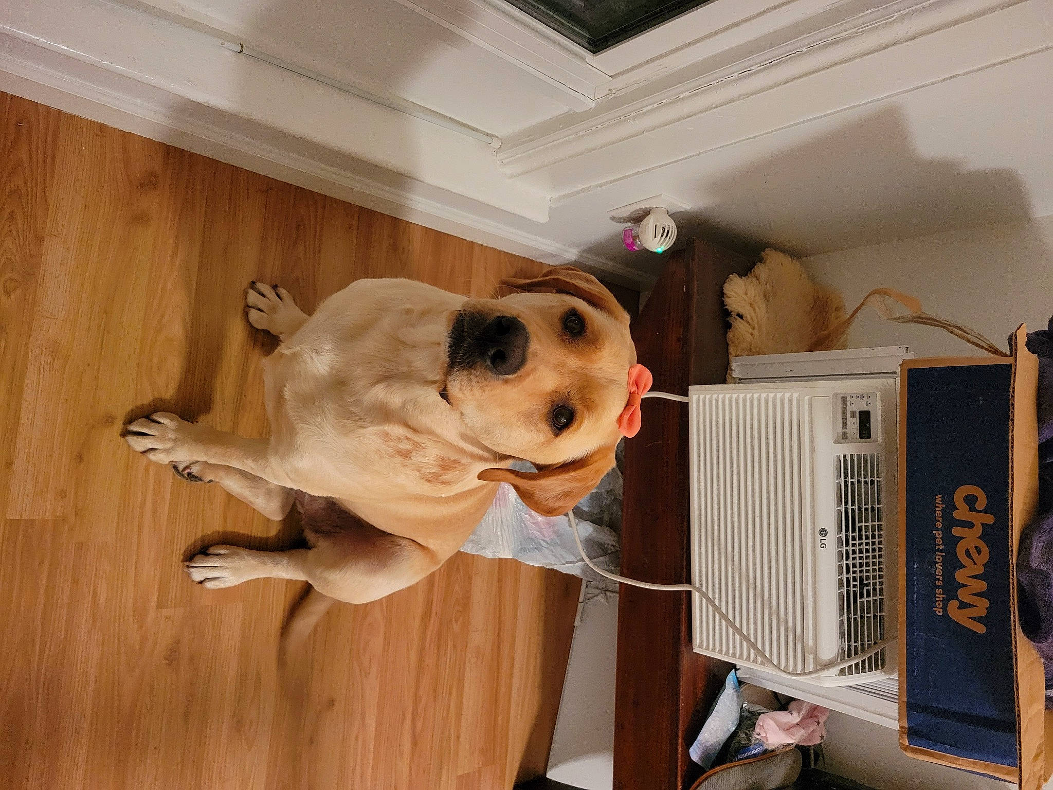 Ella joined the competition — help win amazing prizes! ball, canidae, carnivore, collar, companion_dog, dog, dog_breed, dog_collar, dog_supply, fawn, flooring, football, hardwood, leash, pet_supply, publication, snout, sporting_group, wood, working_animal