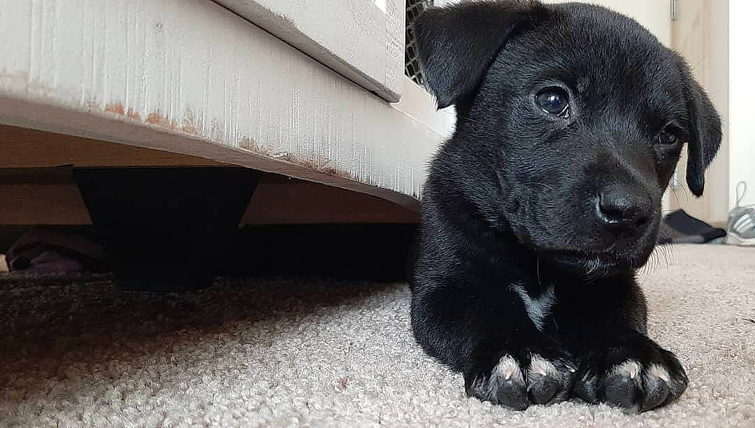 Opie joined the competition — help win amazing prizes! beagador, black, borador, canidae, carnivore, companion_dog, dog, dog_breed, labrador_retriever, mammal, nose, patterdale_terrier, puppy, rare_breed_dog, retriever, snout, sporting_group, street_dog, vertebrate, whiskers