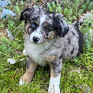 Chewy joined the competition — help win amazing prizes! puppy, dog, grass, outdoor, cute, fluffy, head_tilt, heterochromia, blue_eye, black_spots, white_paws, fur, nature, young, animal, pet, adorable, curious, sitting, small
