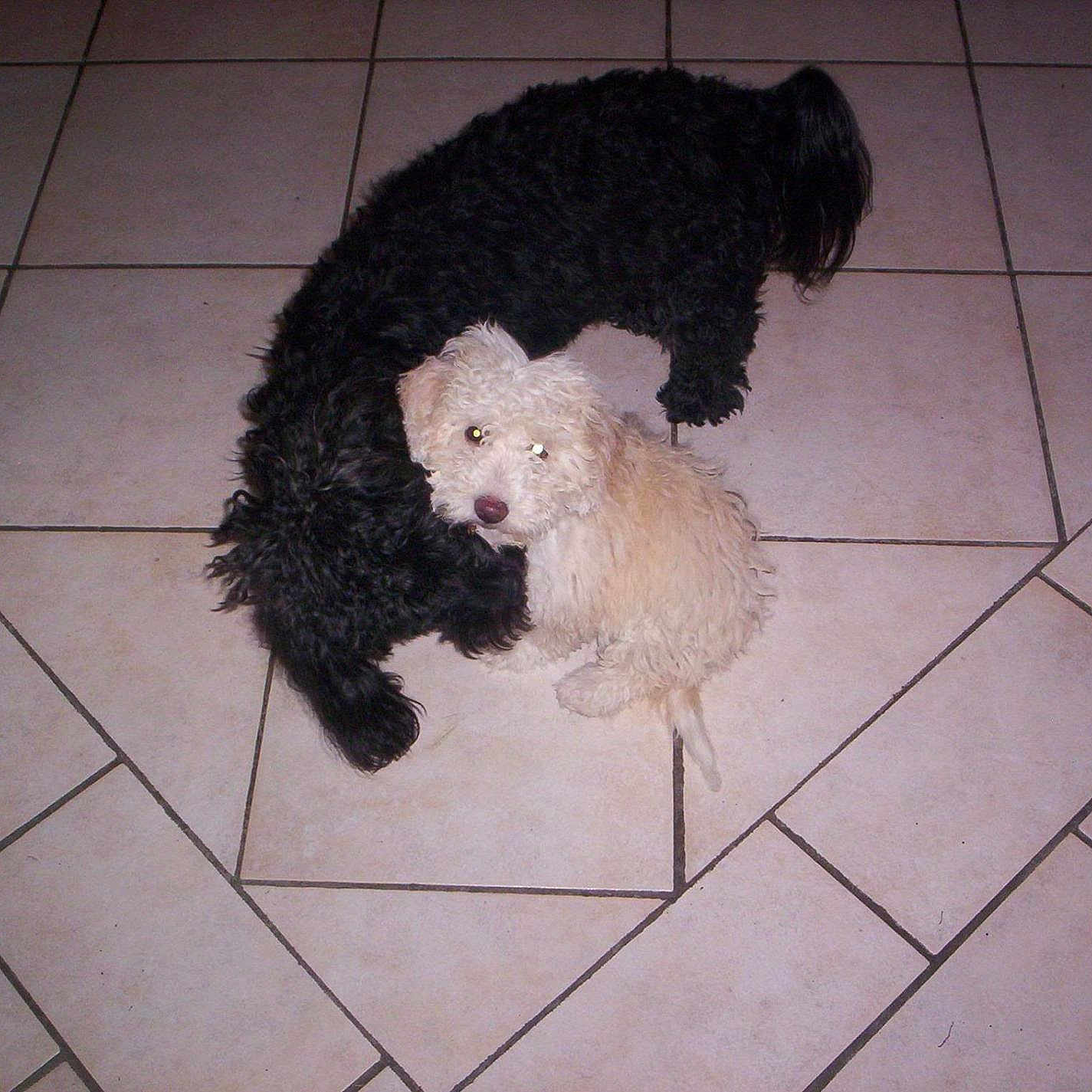 Tipie participe au concours pour gagner de l'argent avec cette photo : animal, black_dog, companions, companionship, cream_dog, curious, curly_fur, cute, dog, domestic, floor_tiles, fur_texture, indoor, laying_down, pet_interaction, pets, playful, sniffing, tiled_floor, two_dogs