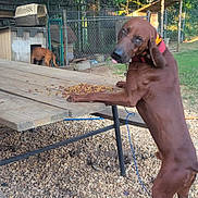 Red Hill joined the competition — help win amazing prizes! animal, brown_dog, canine, collar, daytime, dog, dog_house, fence, grass, gravel, kibble, leash, nature, outdoor, pet, picnic_table, playful, sunlight, trees, yard