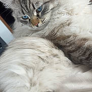 Blue joined the competition — help win amazing prizes! cat, fluffy_fur, blue_eyes, indoor, close_up, relaxed, pet, animal, feline, bed, white_fur, gray_fur, portrait, resting, cozy, domestic_cat, whiskers, soft_texture, cute, sleepy