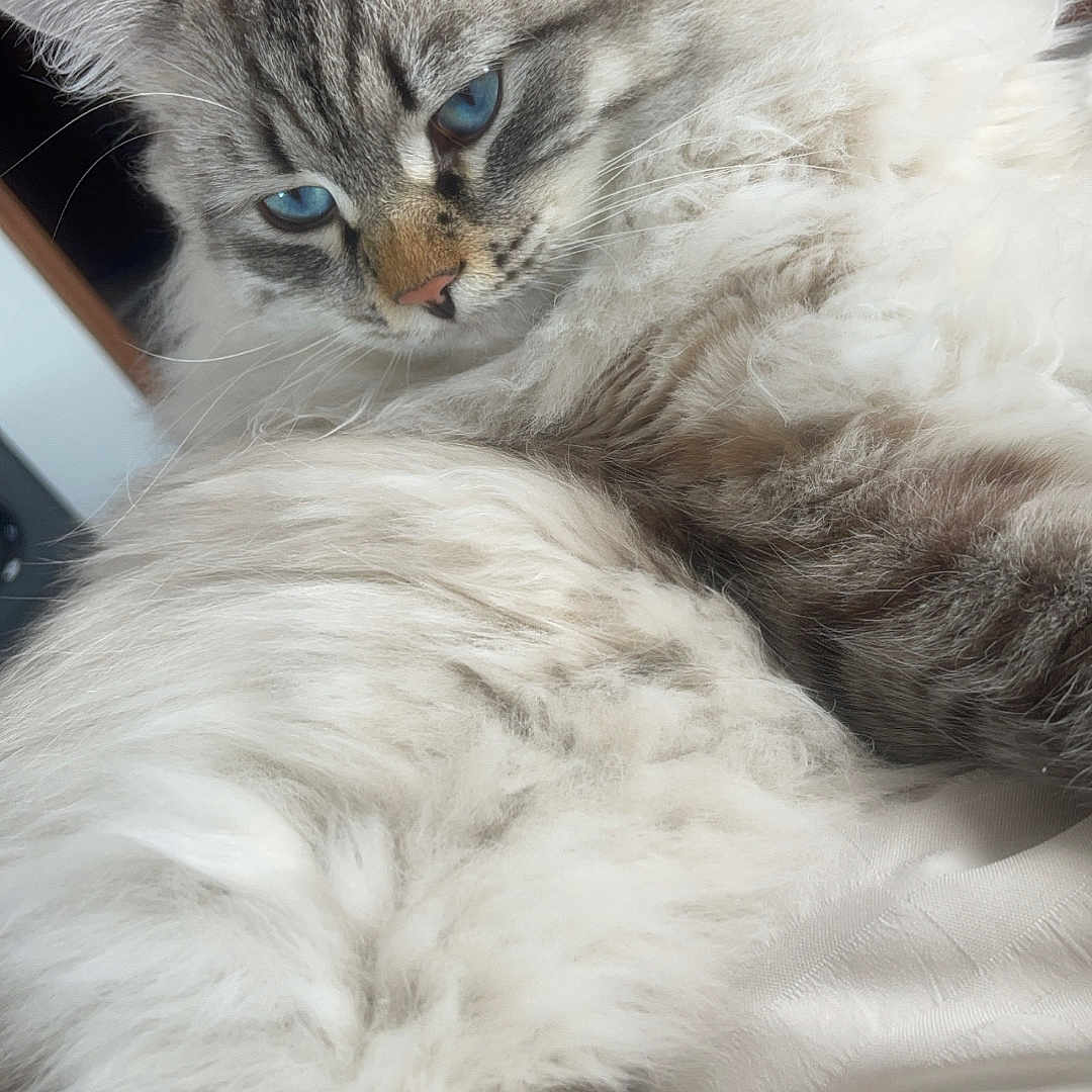 Blue joined the competition — help win amazing prizes! cat, fluffy_fur, blue_eyes, indoor, close_up, relaxed, pet, animal, feline, bed, white_fur, gray_fur, portrait, resting, cozy, domestic_cat, whiskers, soft_texture, cute, sleepy