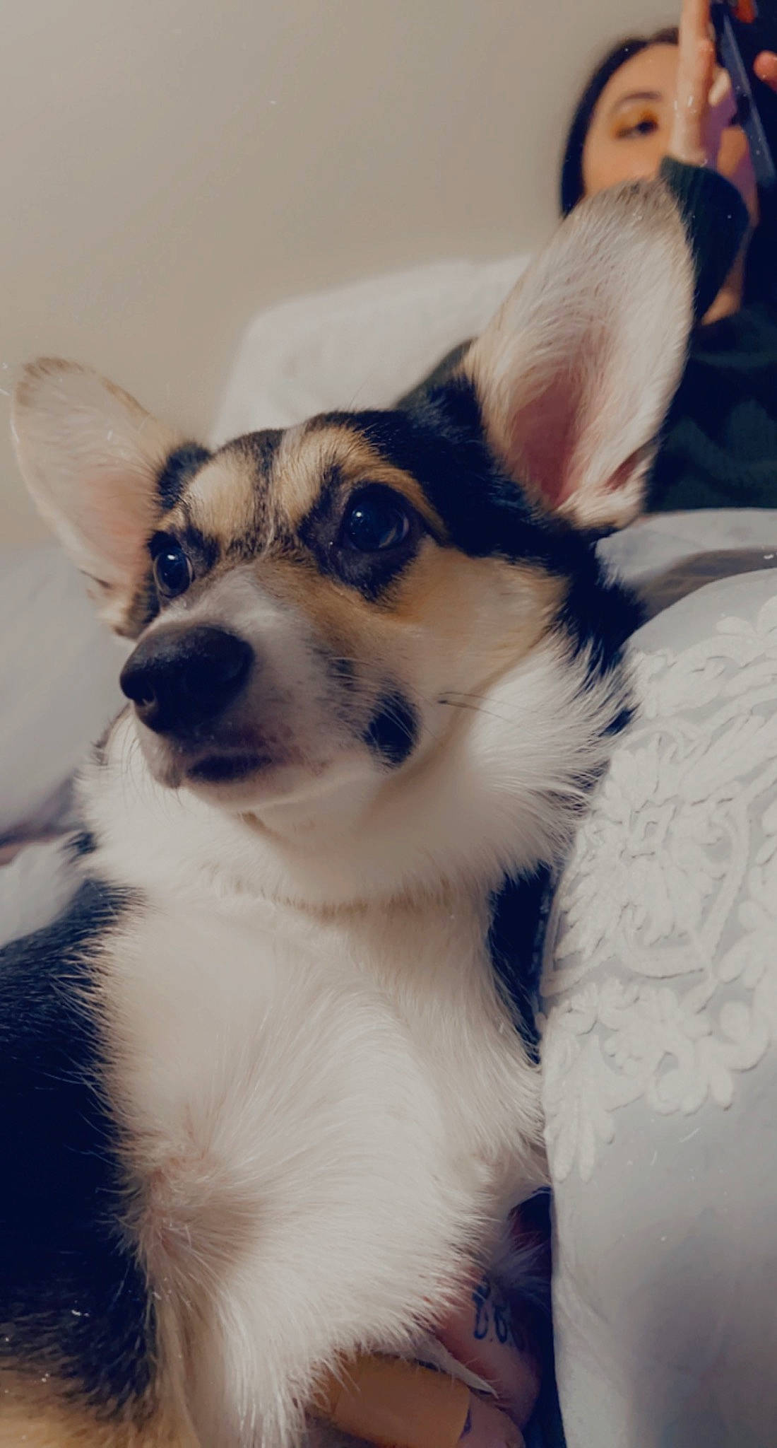 Melanie joined the competition — help win amazing prizes! ancient_dog_breeds, canidae, carnivore, companion_dog, dog, dog_breed, fur, non_sporting_group, puppy, snout, sporting_group, whiskers, winter, working_dog