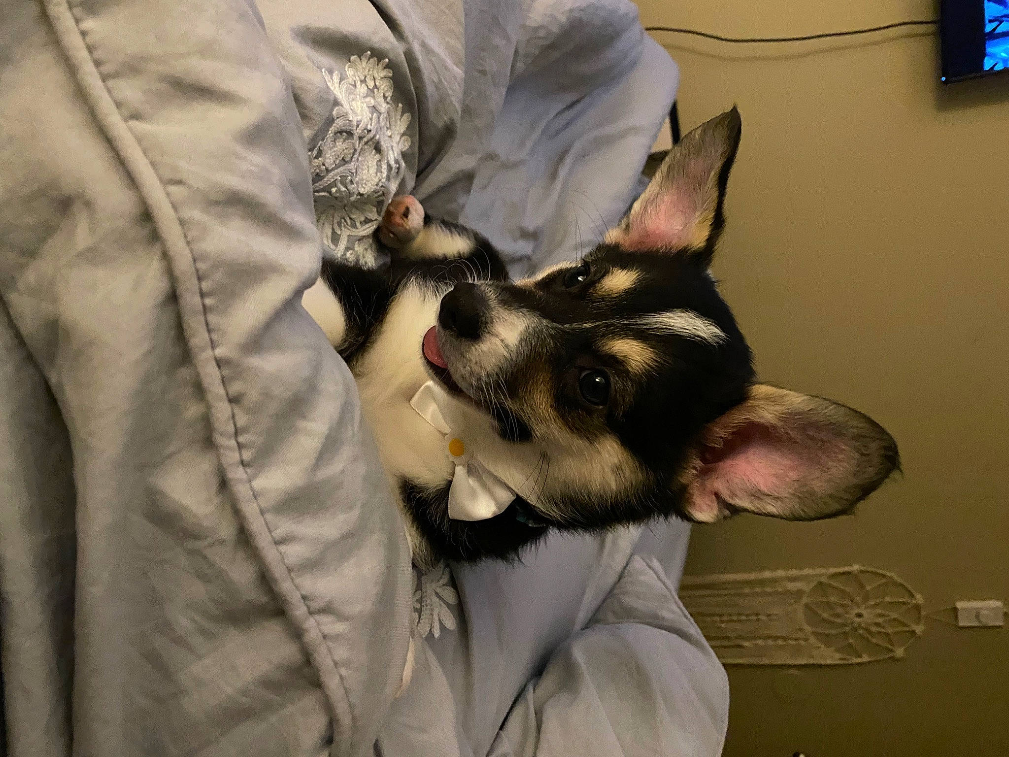 Melanie is registered to the contest to win money with this photo: beard, canidae, carnivore, comfort, companion_dog, dog, dog_breed, ear, fawn, felidae, fur, gesture, guard_dog, jaw, sleeve, snout, sporting_group, television, toy_dog, whiskers