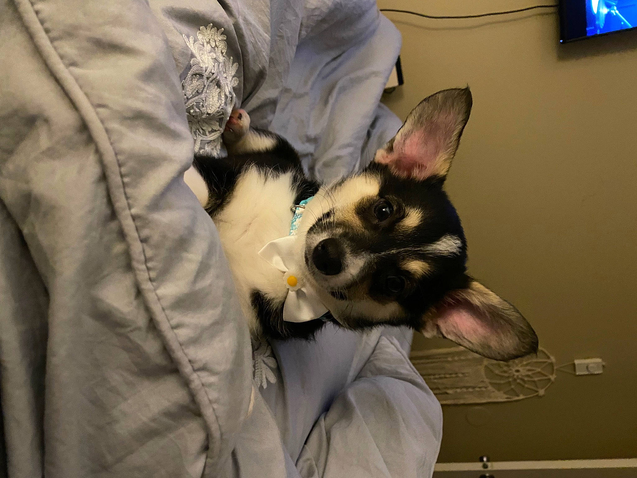 Melanie is registered to the contest to win money with this photo: beard, canidae, carnivore, comfort, companion_dog, dog_breed, ear, eyewear, fawn, felidae, fictional_character, fur, personal_protective_equipment, small_to_medium_sized_cats, snout, sporting_group, television, toy, toy_dog, whiskers