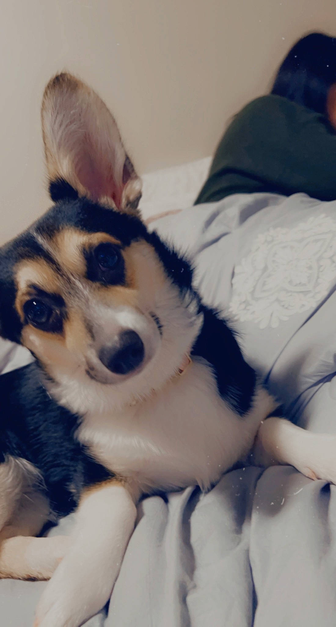 Melanie is registered to the contest to win money with this photo: australian_shepherd, canidae, carnivore, comfort, companion_dog, dog, dog_breed, foot, fur, linens, non_sporting_group, paw, puppy, sporting_group, terrestrial_animal, whiskers, working_animal, working_dog