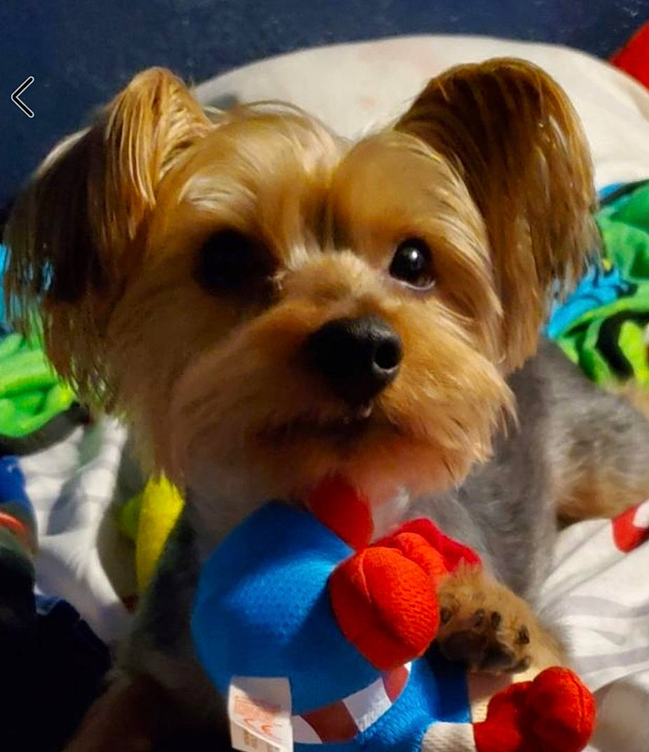Chewy is registered to the contest to win money with this photo: canidae, carnivore, collar, companion_dog, dog, dog_breed, dog_clothes, dog_collar, dog_supply, fashion_accessory, fawn, firefighter, fur, pet_supply, snout, sporting_group, stuffed_toy, toy, toy_dog, working_animal
