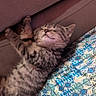 Bagheera participe au concours pour gagner de l'argent avec cette photo : animal, blue, cat, couch, cozy, cute, fabric, floral, fur, green, indoor, kitten, pattern, person, pet, relaxing, resting, sleeping, stretching, tabby