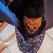 Bagheera participe au concours pour gagner de l'argent avec cette photo : animal, bag, cat, closeup, cozy, curious, cute, domestic_cat, feline, floor, foot, home, indoor, kitten, looking_up, patterned_bag, pet, small, tile, young_cat