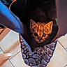 animal, bag, cat, closeup, cozy, curious, cute, domestic_cat, feline, floor, foot, home, indoor, kitten, looking_up, patterned_bag, pet, small, tile, young_cat