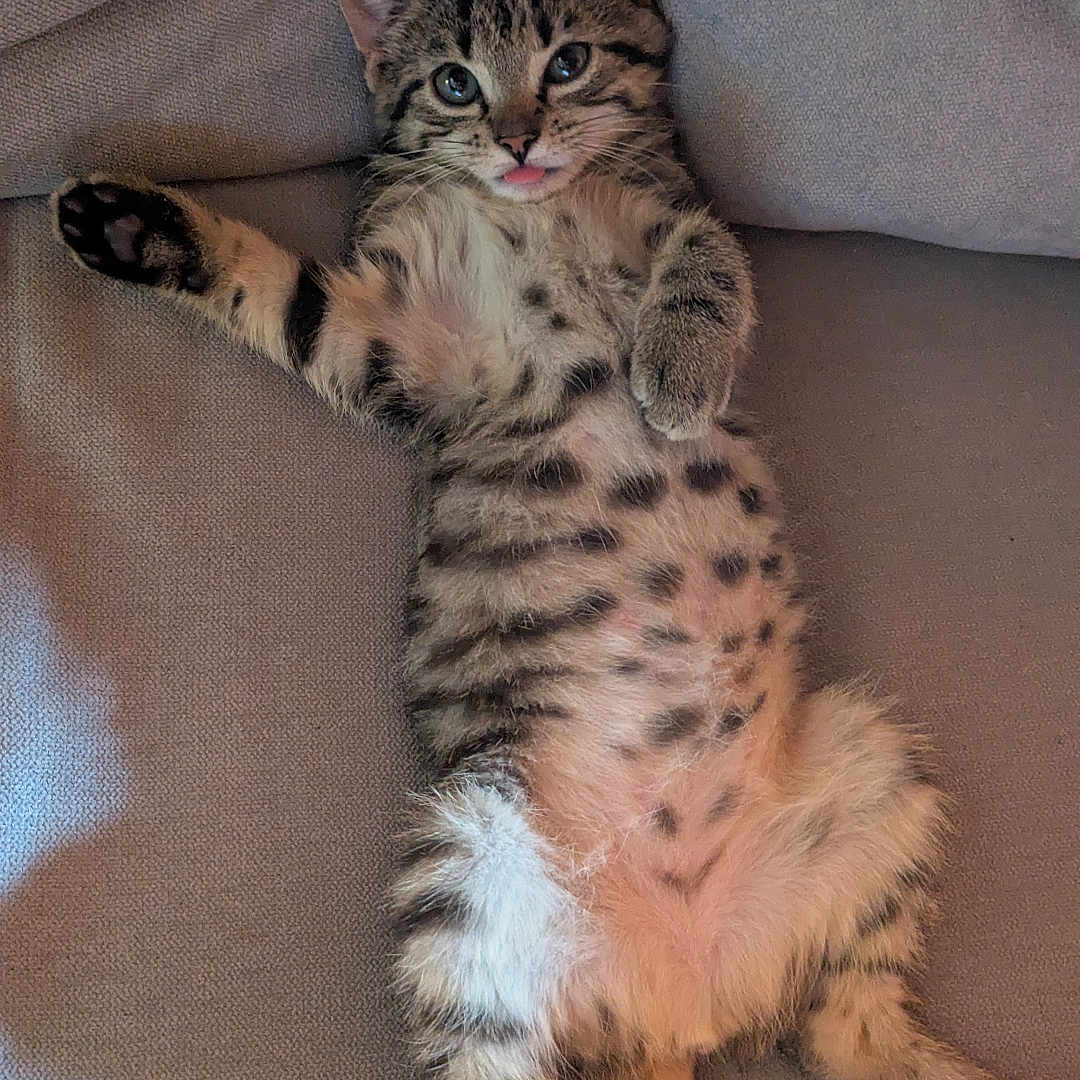 Bagheera