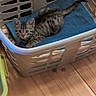 Bagheera participe au concours pour gagner de l'argent avec cette photo : animal, blue_towel, cat, cozy, curious, cute, domestic, feline, floor, household, indoor, kitten, laundry_basket, looking, pet, resting, small, tabby, wooden_floor, young