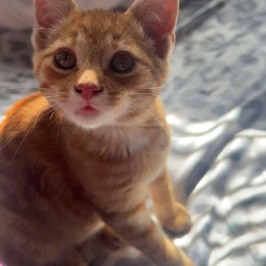 Finn is registered to the contest to win money with this photo: animal, bed, blanket, cat, cozy, curious, cute, domestic, ears, eyes, feline, fur, indoor, kitten, orange_tabby, pet, soft, sunlight, whiskers, young