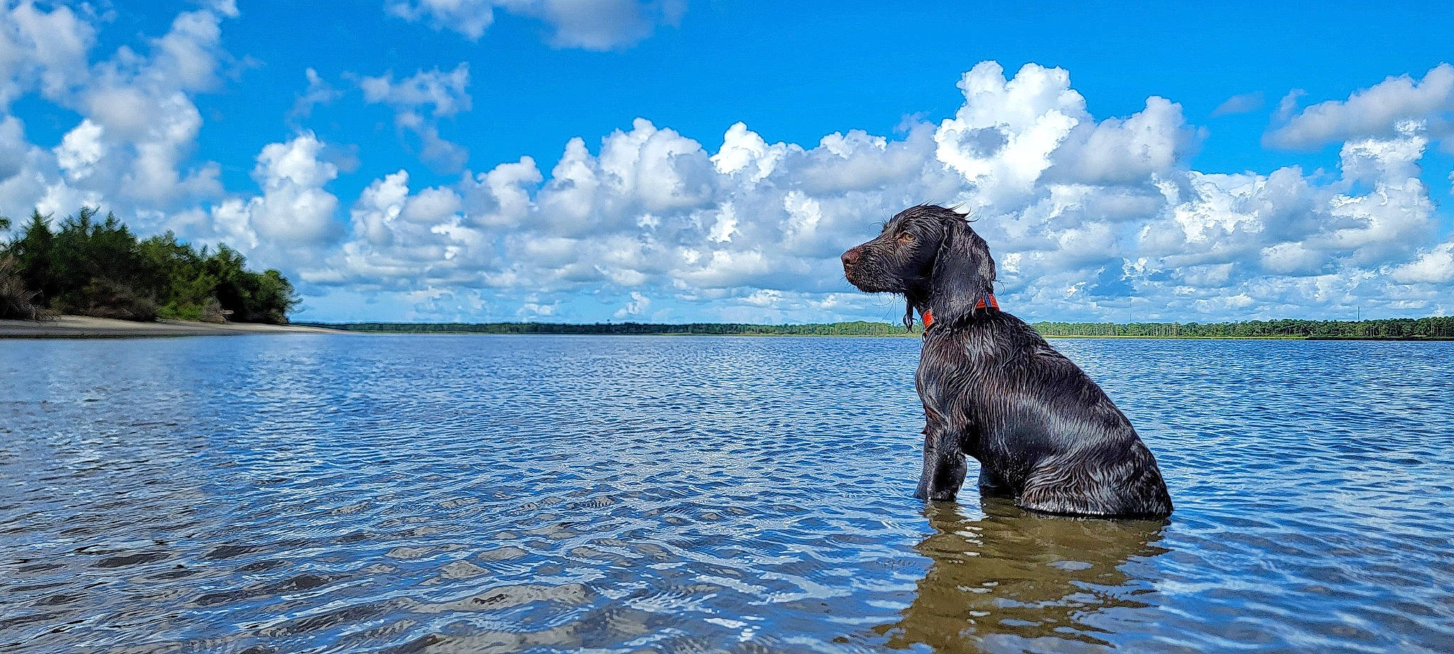 Hank joined the competition — help win amazing prizes! bank, blue, carnivore, cloud, companion_dog, cumulus, dog, dog_breed, fawn, gun_dog, horizon, lake, natural_landscape, plant, sky, sporting_group, tree, water, water_resources, working_animal