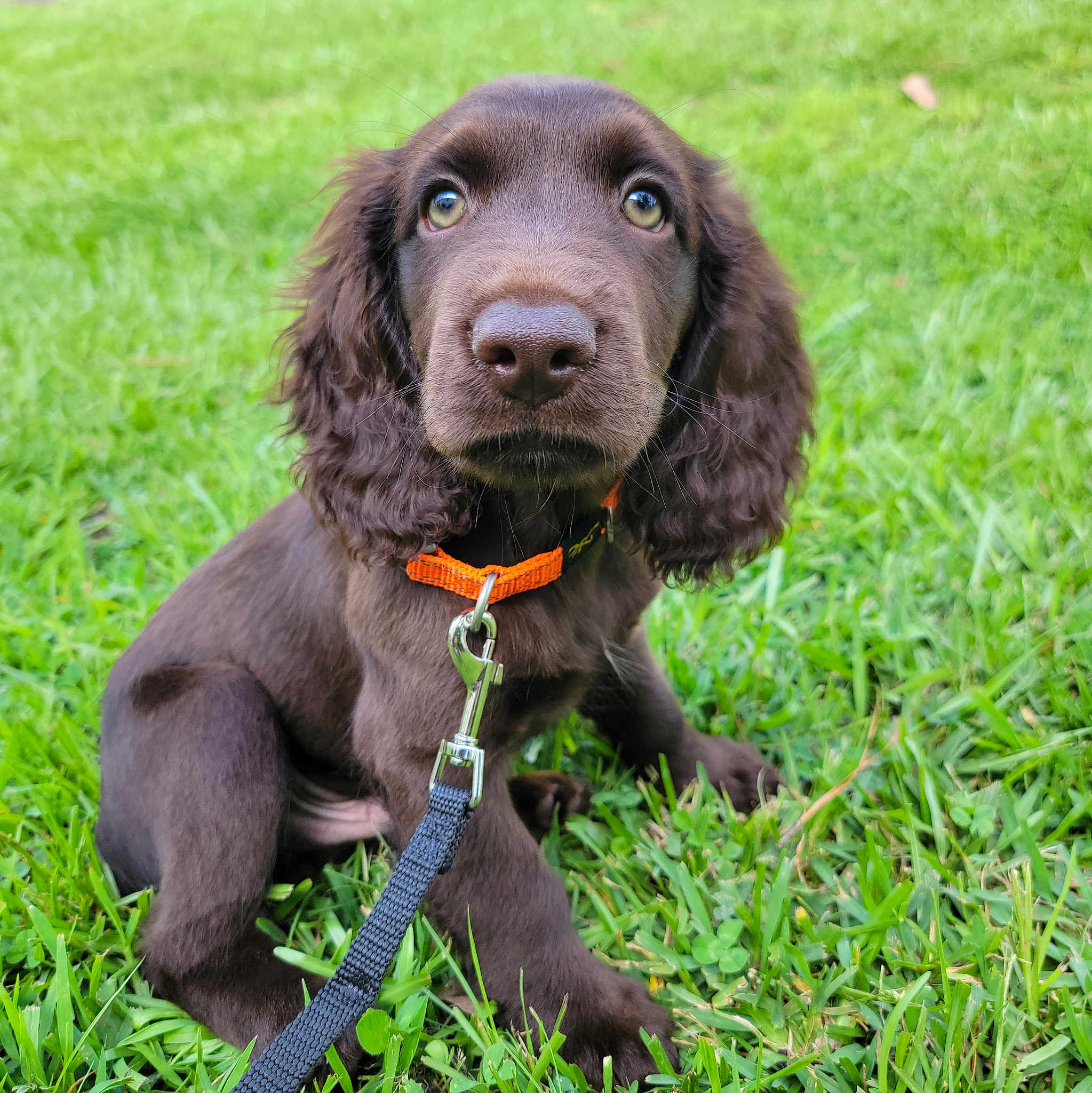 Hank