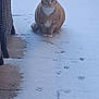 animal, backyard, cat, cold, curious, daylight, fur, garden_furniture, nature, orange_tabby, outdoor, patio, paw_prints, pet, potted_plant, quiet, sitting, snow, whiskers, winter