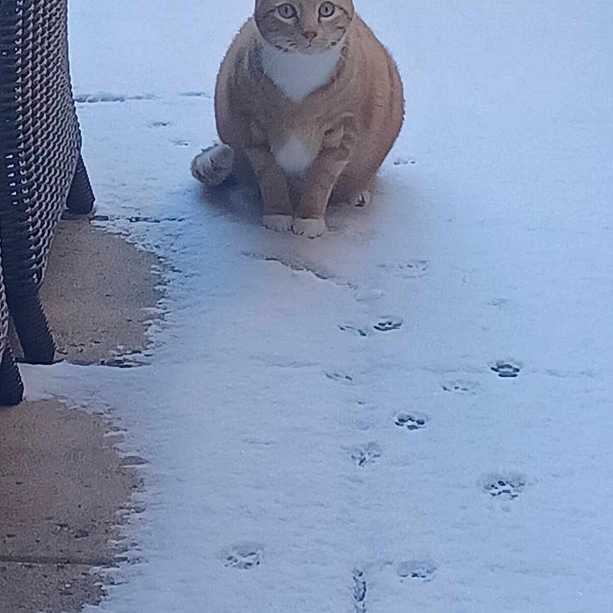 Tigrou participe au concours pour gagner de l'argent avec cette photo : animal, backyard, cat, cold, curious, daylight, fur, garden_furniture, nature, orange_tabby, outdoor, patio, paw_prints, pet, potted_plant, quiet, sitting, snow, whiskers, winter
