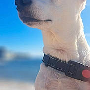Stéphanie Duquesne a rejoint le concours — aidez-le/la à gagner de superbes lots ! animal, beach, blurred_background, canine, close_up, collar, daytime, dog, ears, fur, nature, outdoor, pet, portrait, sky, snout, summer, sunlight, water, white_dog