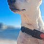 animal, beach, blurred_background, canine, close_up, collar, daytime, dog, ears, fur, nature, outdoor, pet, portrait, sky, snout, summer, sunlight, water, white_dog