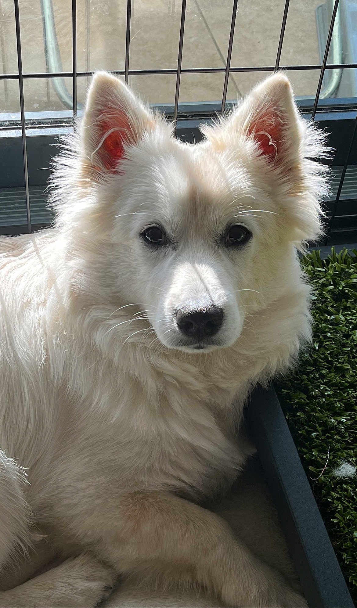 Teddy