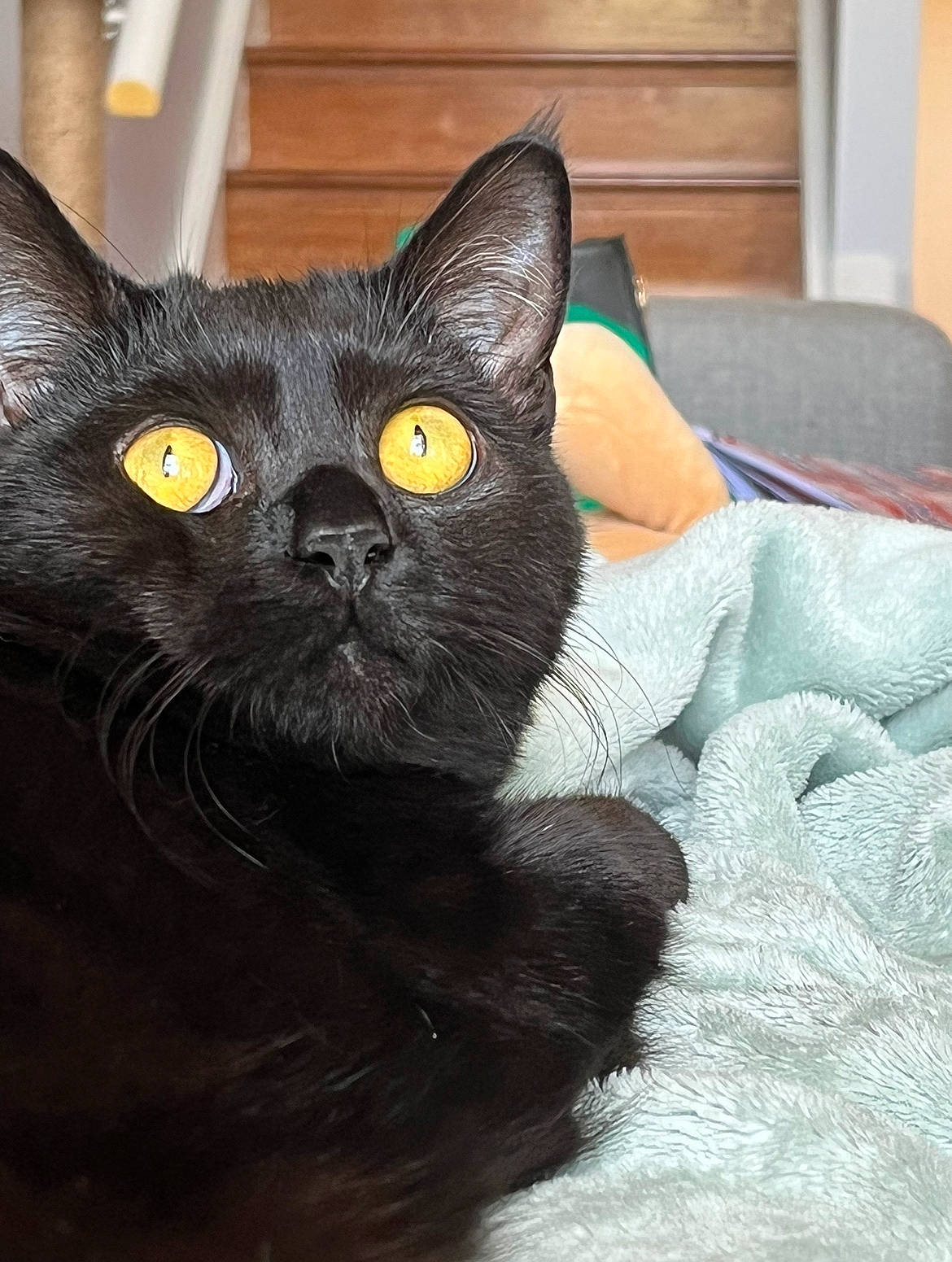 Chachi joined the competition — help win amazing prizes! black_cat, bombay, carnivore, cat, cat_furniture, cat_supply, comfort, domestic_short_haired_cat, felidae, fur, grey, havana_brown, iris, small_to_medium_sized_cats, snout, terrestrial_animal, whiskers