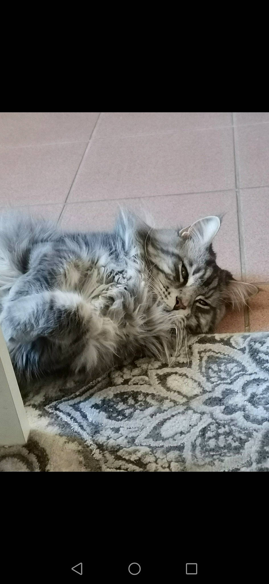 Nymphe participe au concours pour gagner de l'argent avec cette photo : american_shorthair, asian, carnivore, cat, domestic_long_haired_cat, domestic_short_haired_cat, dragon_li, european_shorthair, felidae, fur, kitten, maine_coon, mammal, nap, norwegian_forest_cat, pixie_bob, siberian, small_to_medium_sized_cats, tabby_cat, whiskers