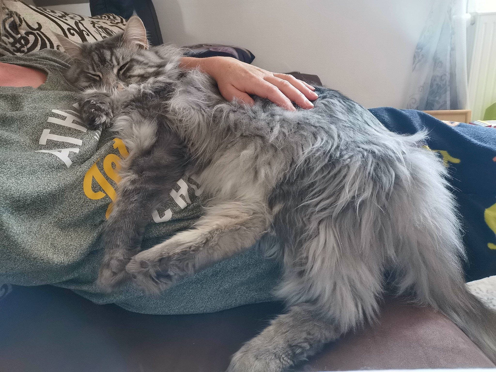 Nymphe a rejoint le concours — aidez-le/la à gagner de superbes lots ! british_longhair, carnivore, cat, claw, domestic_long_haired_cat, european_shorthair, felidae, fur, maine_coon, nebelung, norwegian_forest_cat, paw, russian_blue, siberian, small_to_medium_sized_cats, tail, whiskers