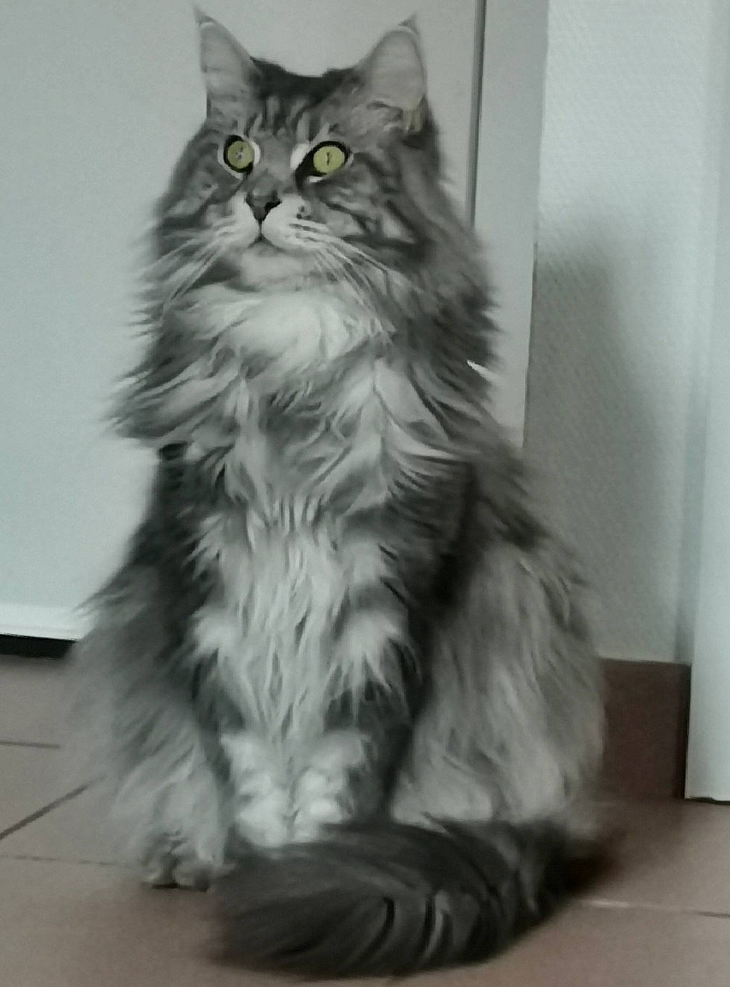 Nymphe a rejoint le concours — aidez-le/la à gagner de superbes lots ! british_longhair, carnivore, cat, claw, felidae, flooring, fur, grey, maine_coon, monochrome, monochrome_photography, paw, persian, siberian, sitting, small_to_medium_sized_cats, snout, terrestrial_animal, whiskers