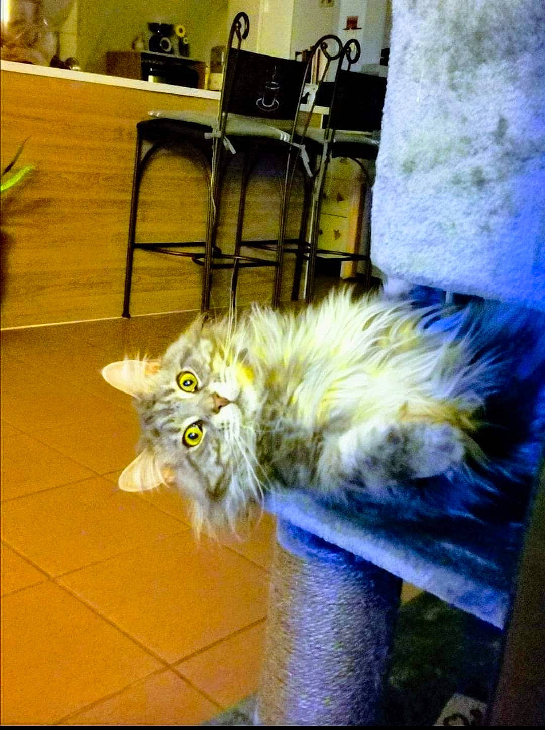 Nymphe a rejoint le concours — aidez-le/la à gagner de superbes lots ! american_curl, british_longhair, carnivore, cat, domestic_long_haired_cat, felidae, fur, maine_coon, norwegian_forest_cat, persian, ragamuffin, siberian, small_to_medium_sized_cats, tail, whiskers