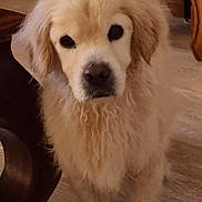 Corinne Blin a rejoint le concours — aidez-le/la à gagner de superbes lots ! animal, canine, chair, cute, dog, domestic_animal, ears, eyes, face, fluffy, fur, golden_retriever, indoor, looking_up, mammal, nose, pet, puppy, wooden_floor, young