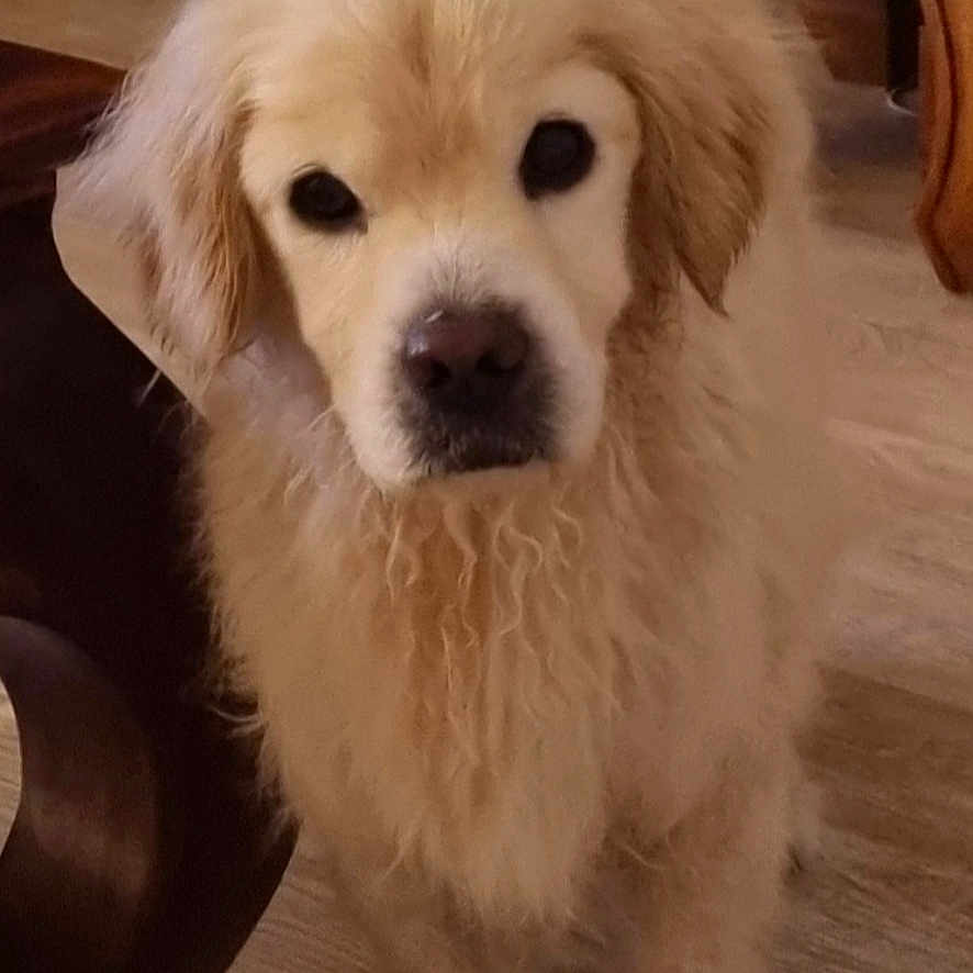 Corinne Blin a rejoint le concours — aidez-le/la à gagner de superbes lots ! animal, canine, chair, cute, dog, domestic_animal, ears, eyes, face, fluffy, fur, golden_retriever, indoor, looking_up, mammal, nose, pet, puppy, wooden_floor, young