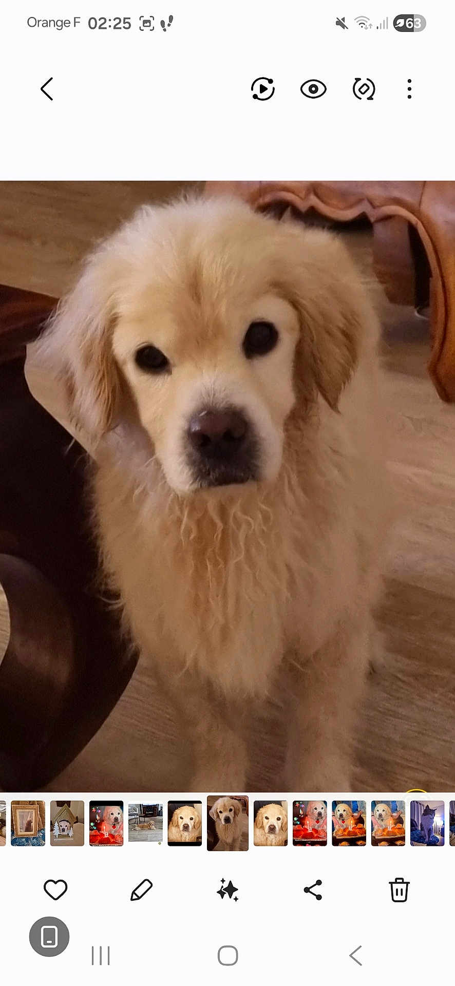 Corinne Blin a rejoint le concours — aidez-le/la à gagner de superbes lots ! animal, canine, chair, cute, dog, domestic_animal, ears, eyes, face, fluffy, fur, golden_retriever, indoor, looking_up, mammal, nose, pet, puppy, wooden_floor, young