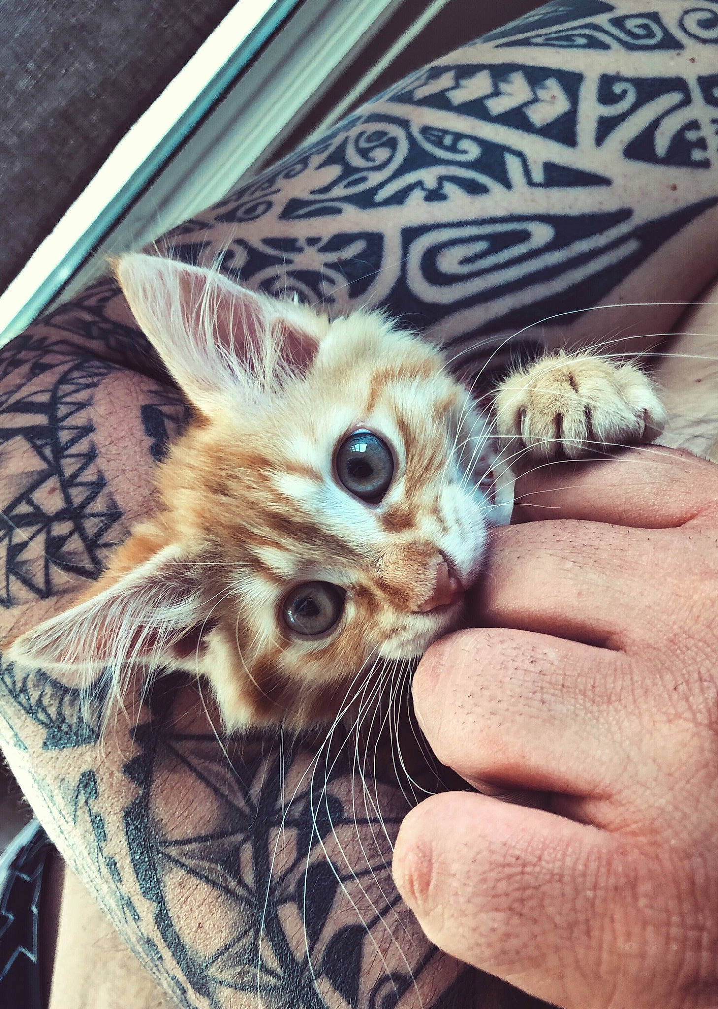 Moana a rejoint le concours — aidez-le/la à gagner de superbes lots ! american_shorthair, asian, carnivore, cat, dragon_li, ear, european_shorthair, eye, felidae, fur, hand, kitten, photography, small_to_medium_sized_cats, tabby_cat, whiskers