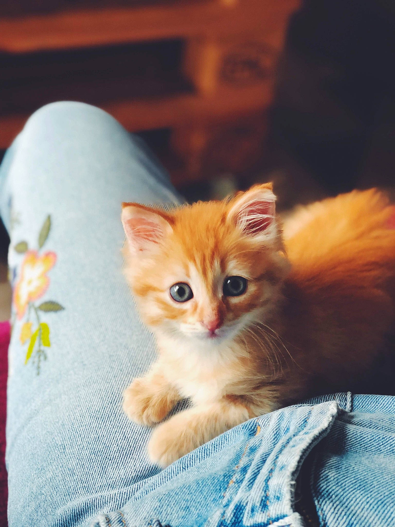 Moana a rejoint le concours — aidez-le/la à gagner de superbes lots ! american_curl, asian, carnivore, cat, cymric, domestic_short_haired_cat, european_shorthair, eye, fawn, felidae, fur, kitten, mammal, munchkin, polydactyl_cat, ragamuffin, skin, small_to_medium_sized_cats, tabby_cat, whiskers