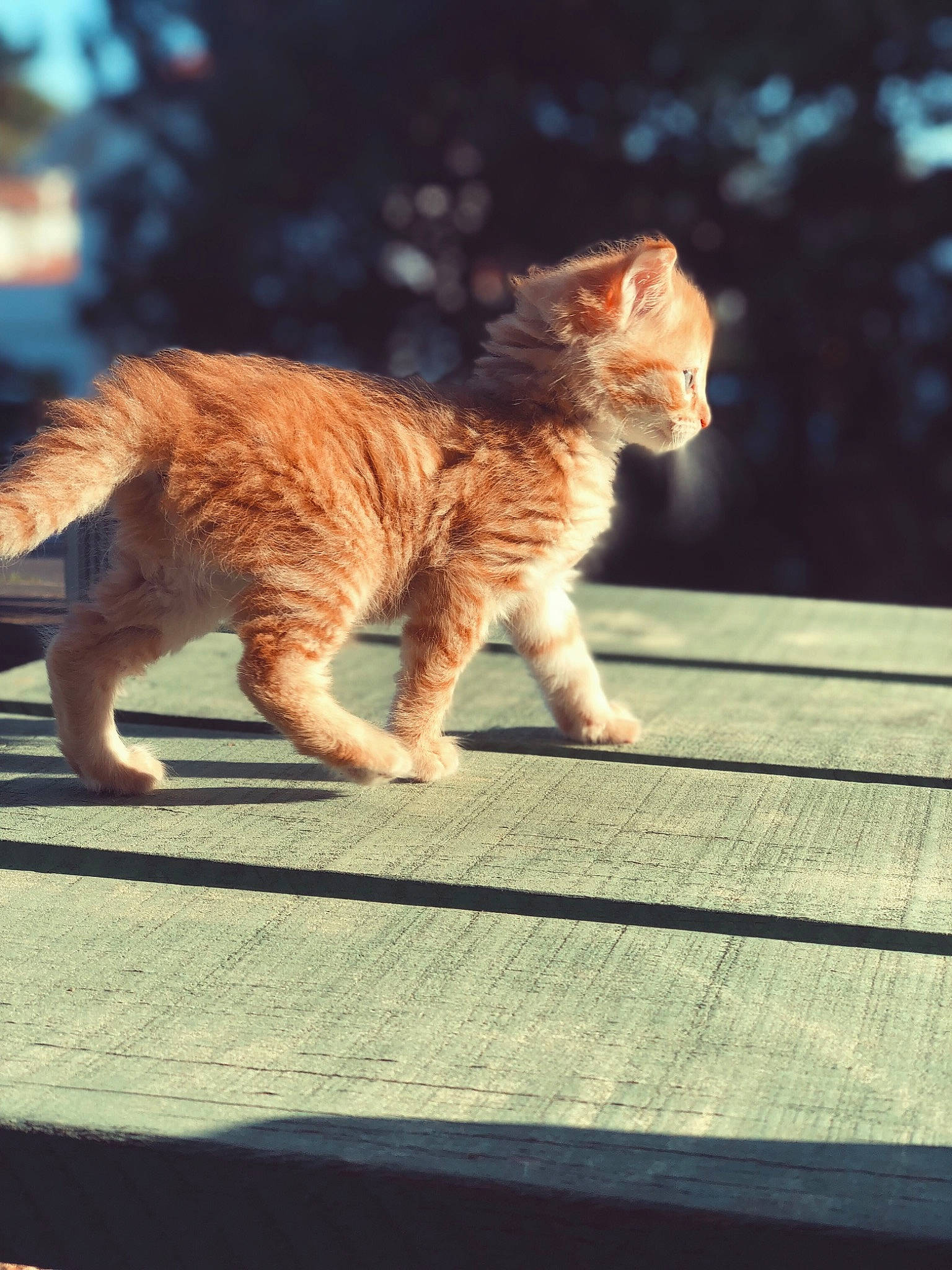 Moana participe au concours pour gagner de l'argent avec cette photo : aegean_cat, carnivore, cat, domestic_short_haired_cat, european_shorthair, fawn, felidae, fur, german_rex, kitten, mammal, sky, small_to_medium_sized_cats, snapshot, sunlight, tabby_cat, tail, whiskers