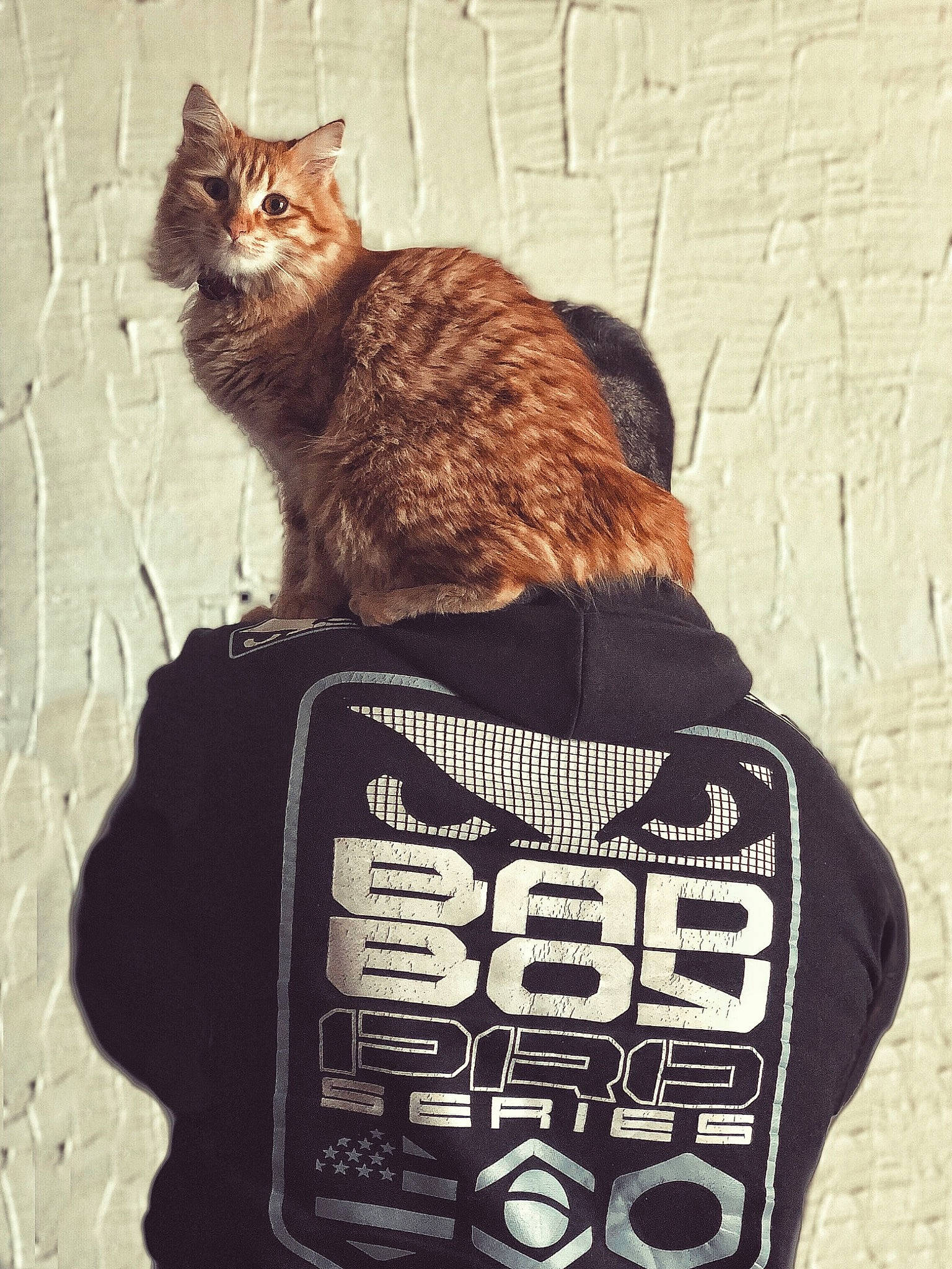 Moana participe au concours pour gagner de l'argent avec cette photo : american_bobtail, asian, carnivore, cat, cymric, domestic_short_haired_cat, european_shorthair, felidae, fur, illustration, kitten, maine_coon, norwegian_forest_cat, photo_caption, small_to_medium_sized_cats, t_shirt, tabby_cat, tail, whiskers, wild_cat