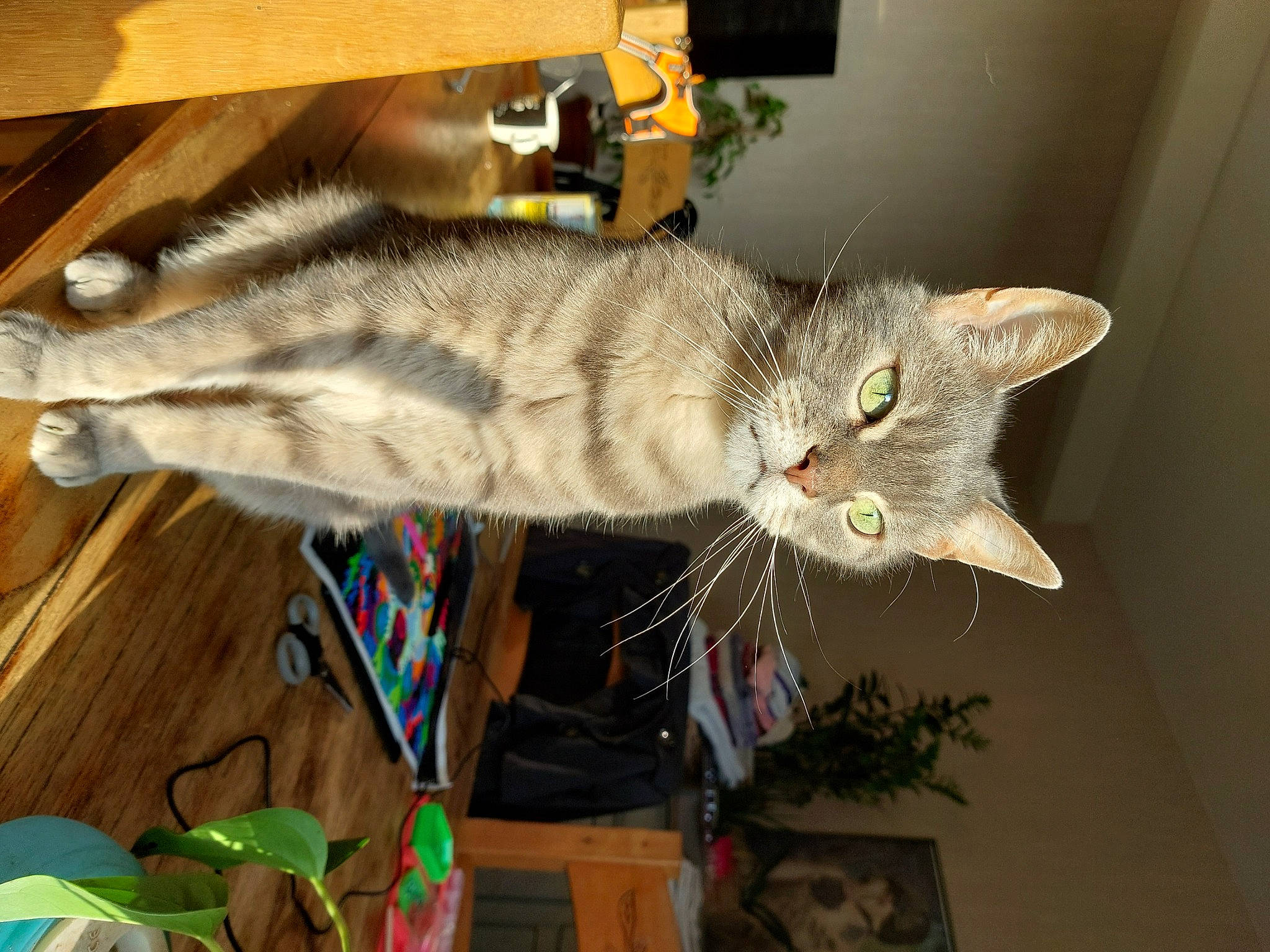 Grisy a rejoint le concours — aidez-le/la à gagner de superbes lots ! carnivore, cat, cat_toy, collar, domestic_short_haired_cat, fawn, felidae, fur, hardwood, room, small_to_medium_sized_cats, tail, whiskers, wood