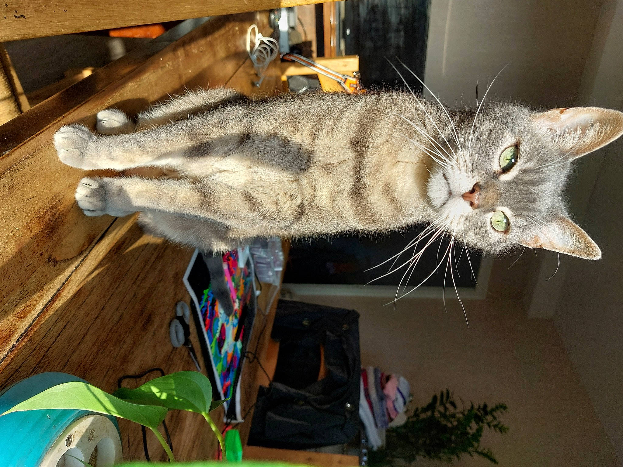 Grisy participe au concours pour gagner de l'argent avec cette photo : carnivore, cat, cat_toy, domestic_short_haired_cat, electrical_wiring, felidae, fur, hardwood, plant, small_to_medium_sized_cats, tail, whiskers, wire, wood