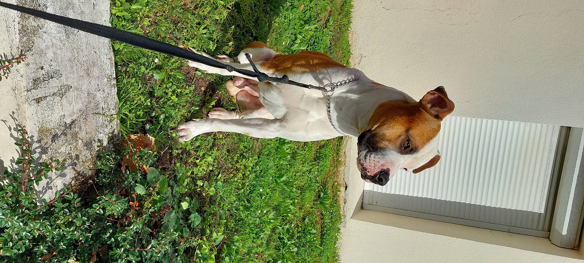 Sultan a rejoint le concours — aidez-le/la à gagner de superbes lots ! ancient_dog_breeds, canidae, carnivore, collar, companion_dog, dog, dog_breed, dog_collar, dog_supply, fawn, grass, plant, snout, sporting_group, tail, terrestrial_animal, toy_dog, whiskers, working_animal, working_dog